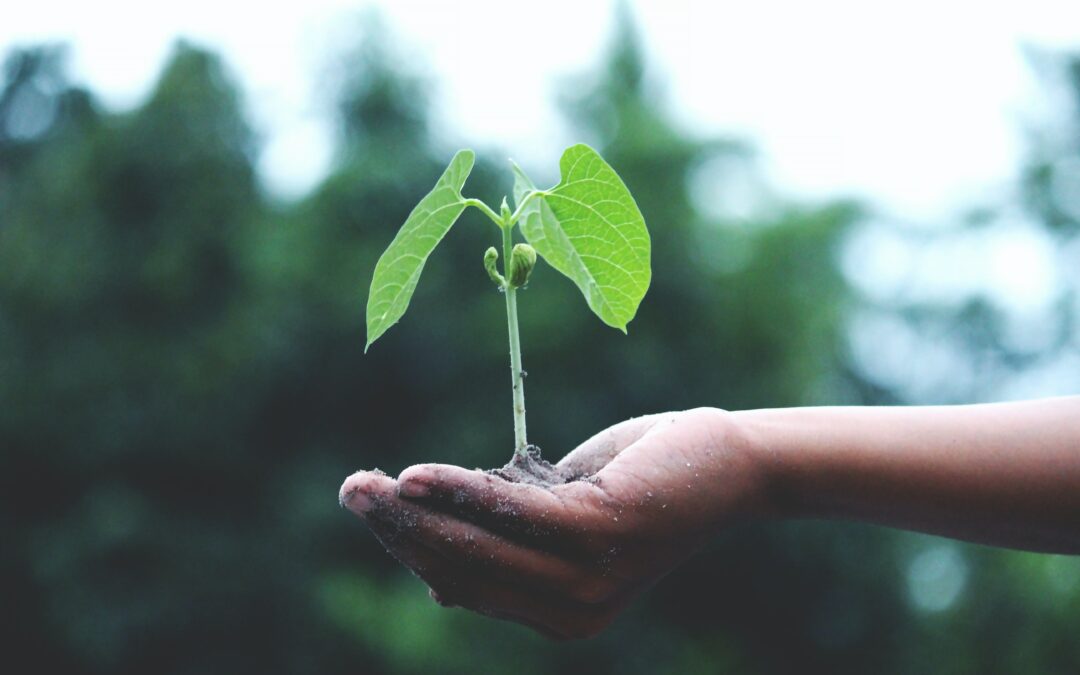 Photo of a hand holding a small green leafy plant