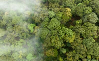 Carbon Credits: A Path to Sustainability and Profitability For Mining Companies