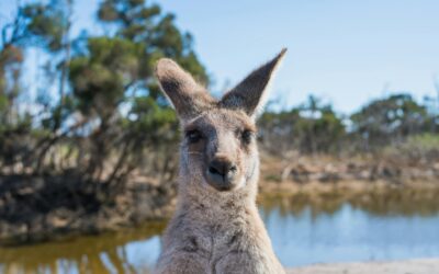 How to Choose the Right Mining Recruitment Agency in Australia
